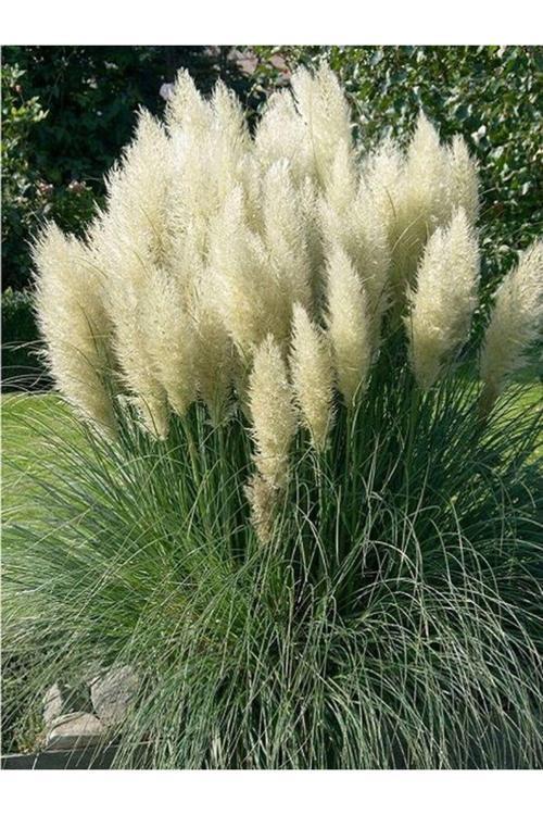 Pampas Otu -  Saz Püskülü Fidanı 1 Adet Saksılı 60-80 Cm