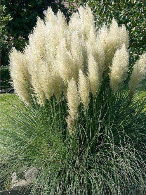 Pampas Otu -  Saz Püskülü Fidanı 1 Adet Saksılı 60-80 Cm