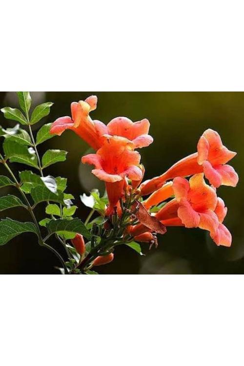 Acem Borusu ( Campsıs Radıcans ) 30-50 Cm