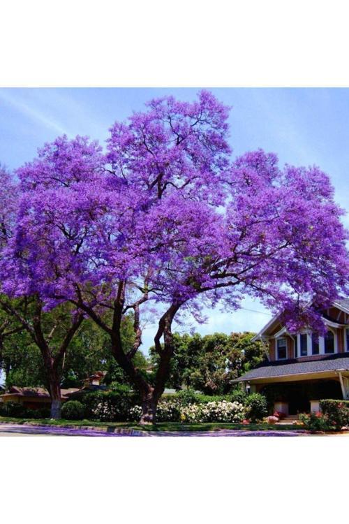 Tüplü Mor Çiçekli Yoğun Kokulu Paulownia Fidanı