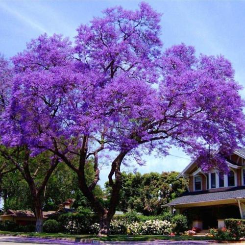 Tüplü Mor Çiçekli Yoğun Kokulu Paulownia Fidanı