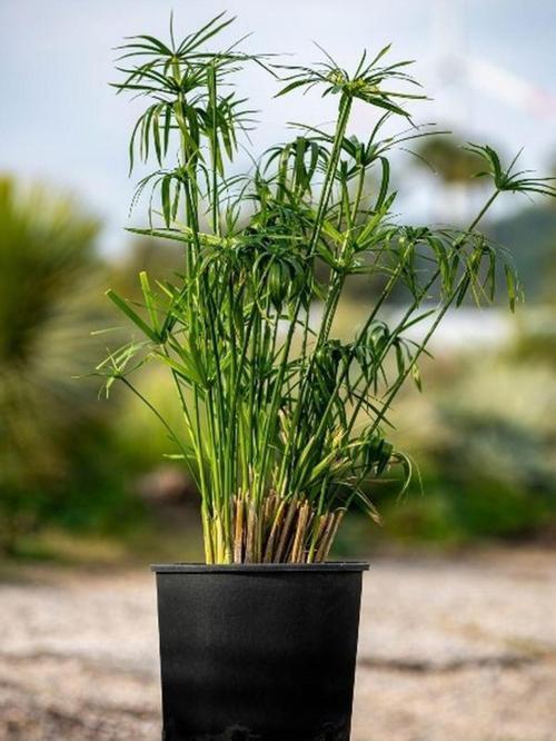 Parlak Yapraklı Japon Şemsiyesi Bitkisi 1 ADET Saksılı 30-50Cm(Cyperus Alternifolius)
