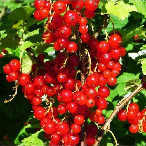 Tüplü Pasta Süsü Için Red Lake Frenk Üzümü Fidanı