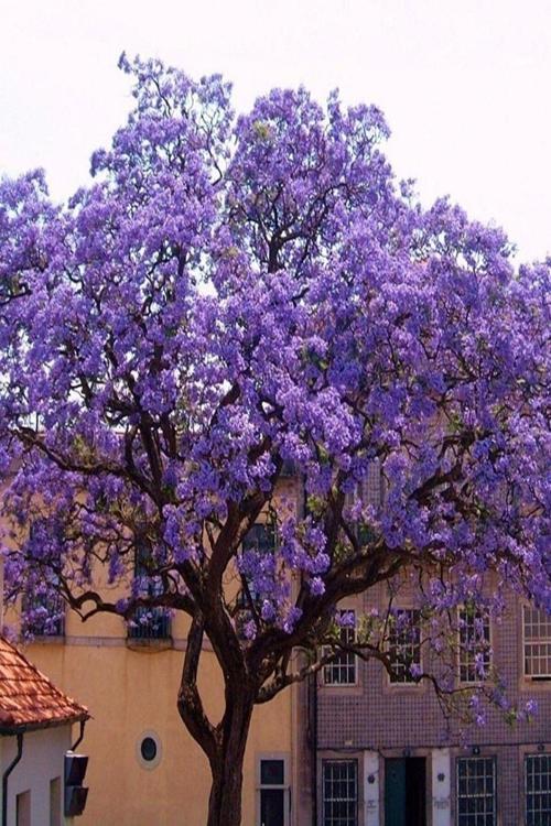Tüplü Paulownia Kiri Ağacı Fidesi -4 Adet-
