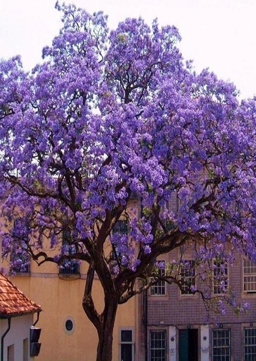 Tüplü Paulownia Kiri Ağacı Fidesi -4 Adet-