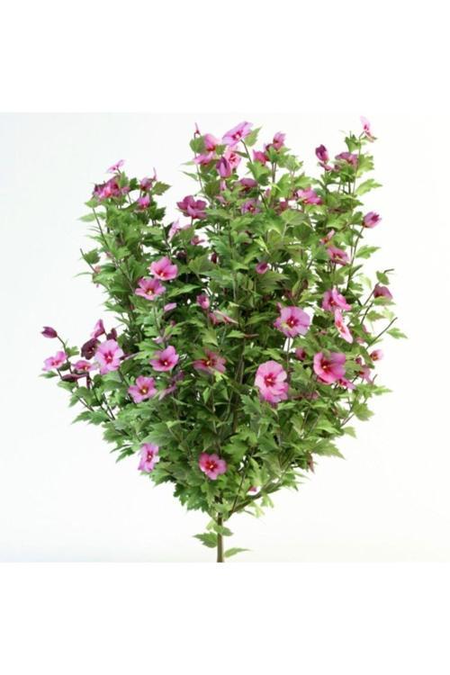 Tüplü Pembe Çiçekli Ağaç Hatmi Bitkisi Fidanı Yaz Boyu Çiçek Açar