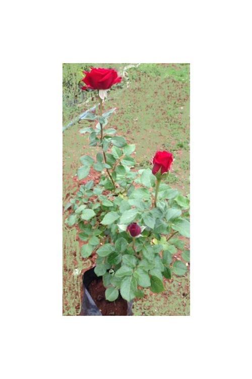 Açık Kırmızı Gül Fidanı Saksıda 10-20 Cm