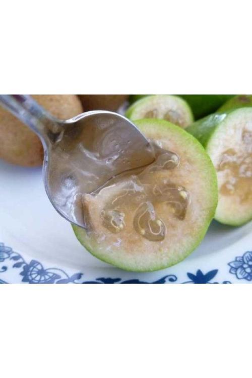 Feijoa (KAYMAK AĞACI) Fidanı Tüplü 3 Yaş ( 50 Cm)