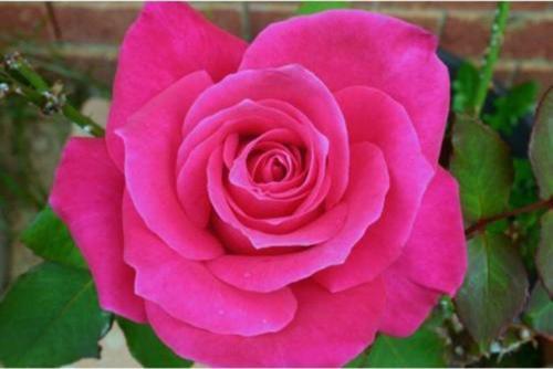 Pembe Gül Fidanı Yediveren - Kokulu ( Tüplü )