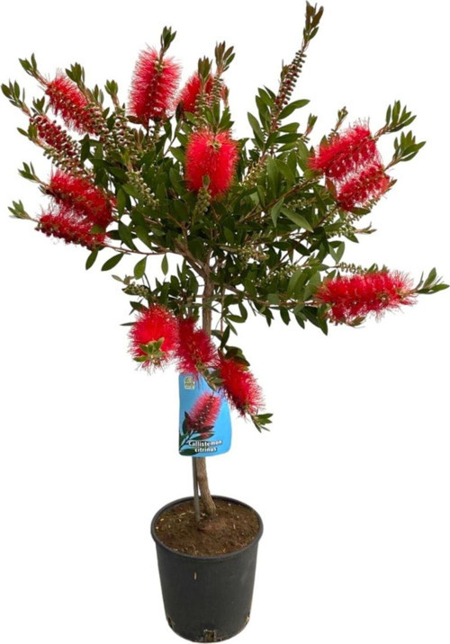 Fırça Çalısı Çiçeği Fidanı - Callistemon citrinus 60-80cm Saksılı