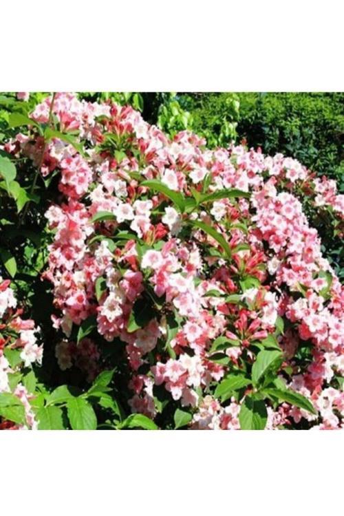 Pembe Vangelya Gelin Tacı Çiçeği 50 Cm Weigela Florida