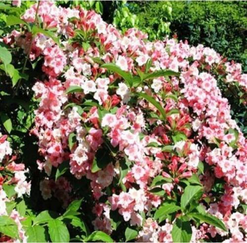 Pembe Vangelya Gelin Tacı Çiçeği 50 Cm Weigela Florida