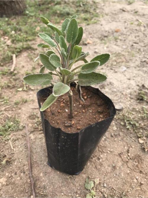 Adaçayı Fidanı Fidesi Tüplü 1 Adet 15-25 Cm