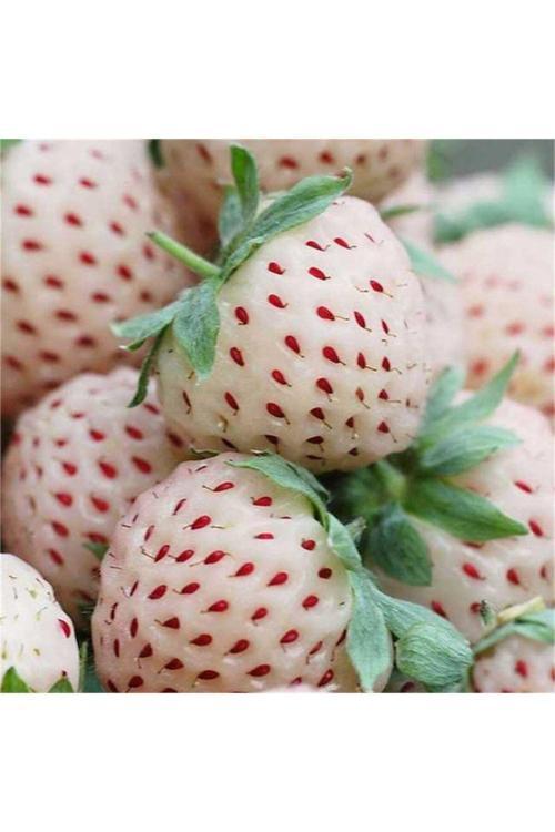 Pineberry Yediveren Beyaz Çilek Fidesi Saksılı