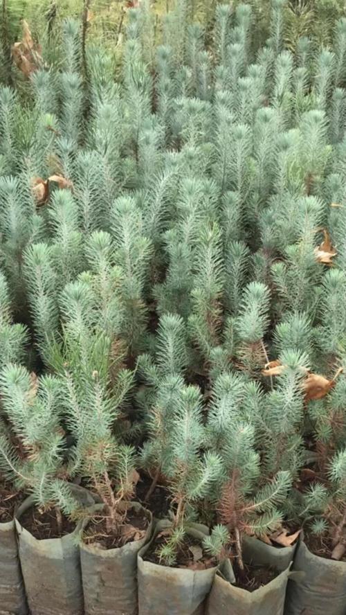 Fıstık Çamı Fidanı 5 Adet Pinus Pinea 15-20 cm