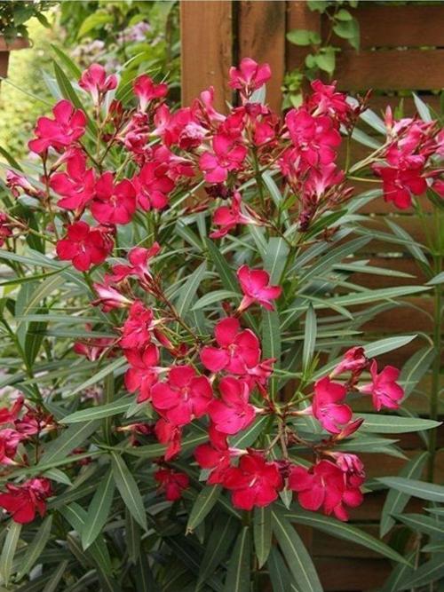Tüplü Zakkum Fidanı Pembe Çiçekli Nerium Oleander