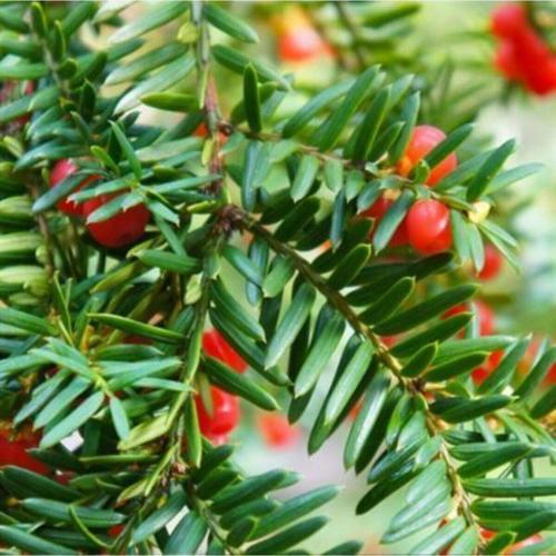 Porsuk Ağacı Fidanı Asırlık Ağaç 40 Cm