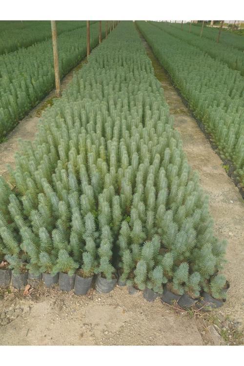 Fıstık Çamı Fidanı 6 Adet Pinus Pinea 20-30 Cm
