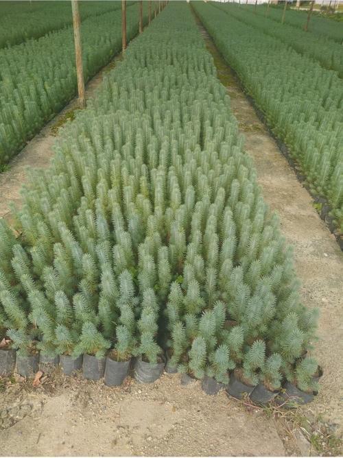 Fıstık Çamı Fidanı 6 Adet Pinus Pinea 20-30 Cm