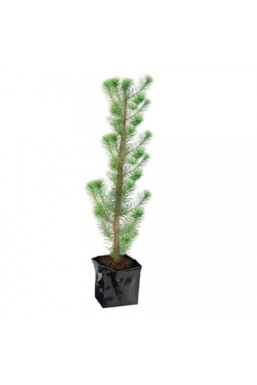 Fıstık Çamı Fidanı Tüplü 70 Cm
