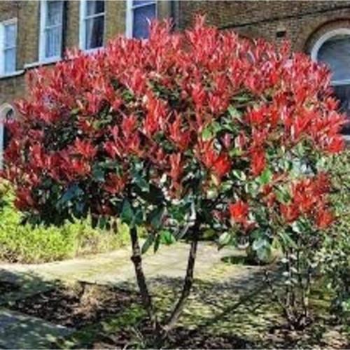 Alev Ağacı Fidanı 5 Adet