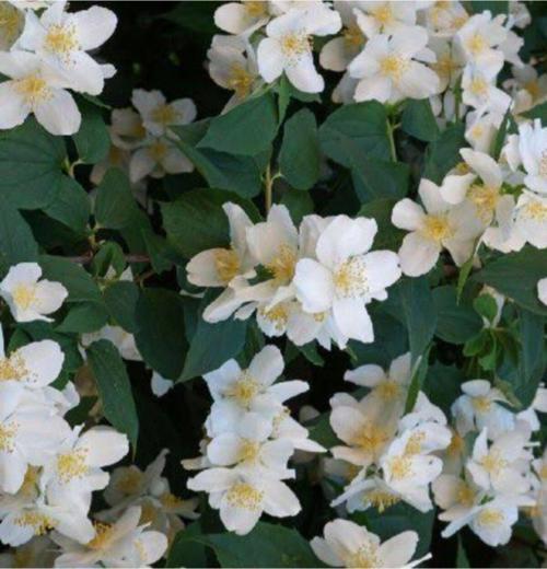 Fil Bahri Çiçeği Saksı Içinde Hoş Kokulu Çiçek Fidanı