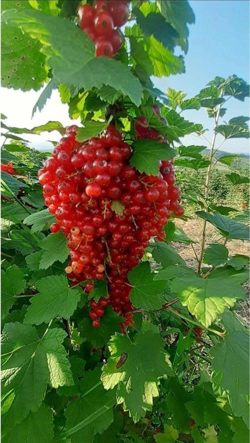 Ribes rubrum red lake Kırmızı frenk üzümü fidanı 9x9x10 cm kare saksı Boy : 40-60 cm