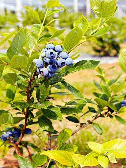 Videolu 1 Adet Lezzetli Yaban Mersini Fidanı 40-60 Cm Tüplü Iç Mekan Bitkileri Blueberry