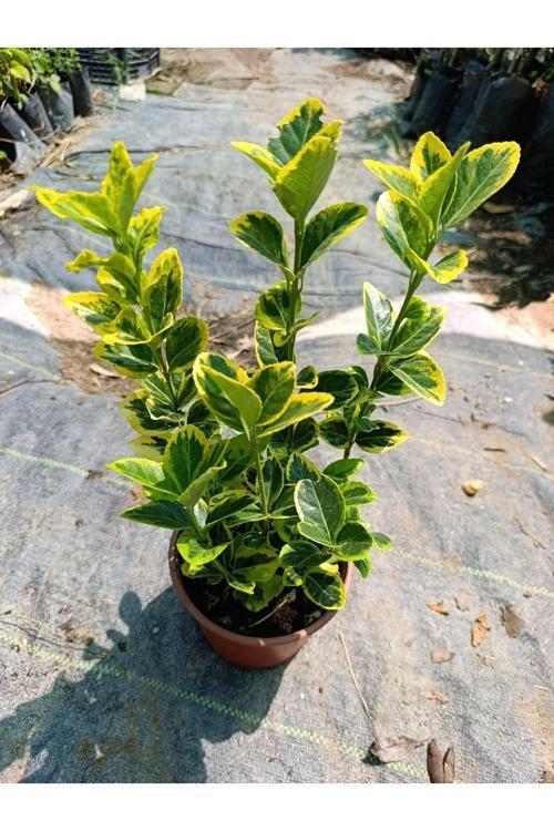 Altuni Gold Taflan 2 yaş 3 lü dikim saksılı