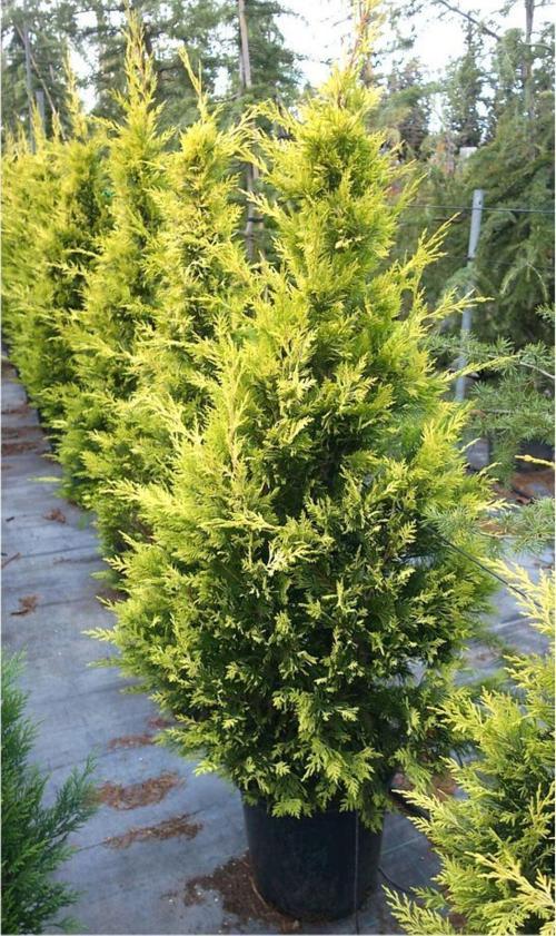 Altuni Leylandi  Çit Bitkisi 30-40 cm (Cupressocyparis Goldrider)