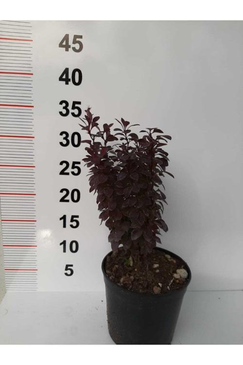 Roket Berberis – Kırmızı – 2 Adet