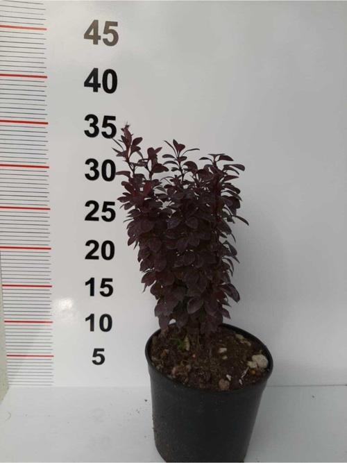 Roket Berberis – Kırmızı – 2 Adet
