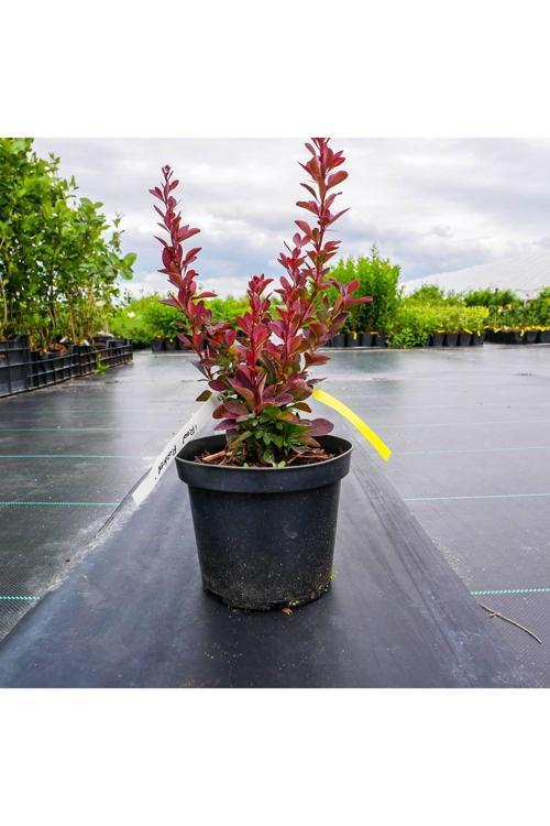 Roket Berberis Fidanı Saksılı 30-50 cm