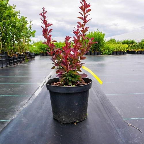 Roket Berberis Fidanı Saksılı 30-50 cm