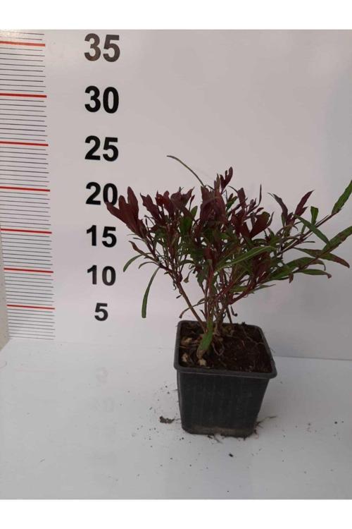 Gaura Çalısı – Kırmızı Renkli - 6 Adet