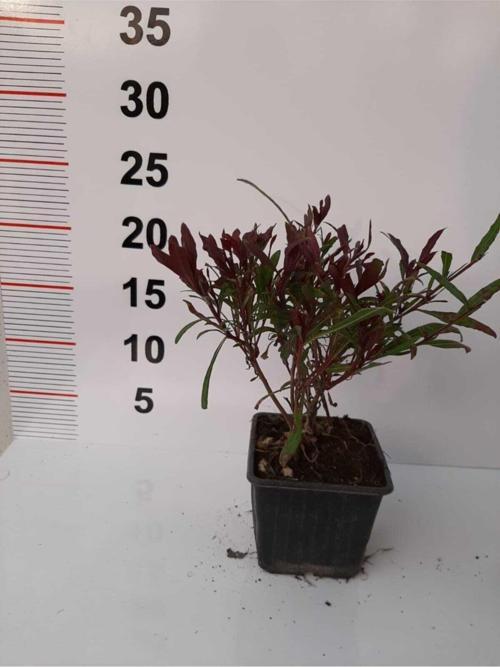 Gaura Çalısı – Kırmızı Renkli - 6 Adet