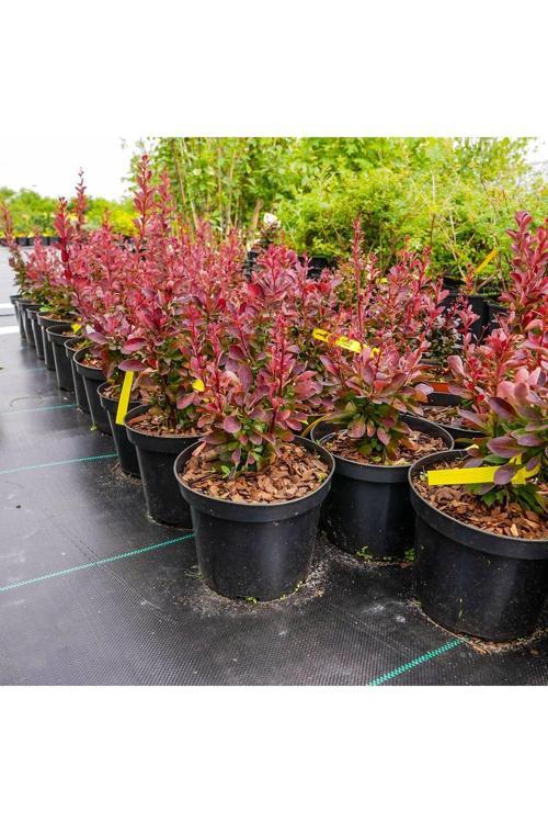Roket Berberis Fidanı Saksılı Peyzaj Bitkisi 30-50 cm