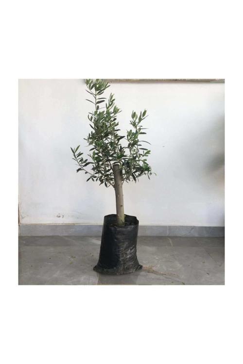 Gemlik Zeytin Fidanı 2yaş( 50 Ila 60 Cm Boy)