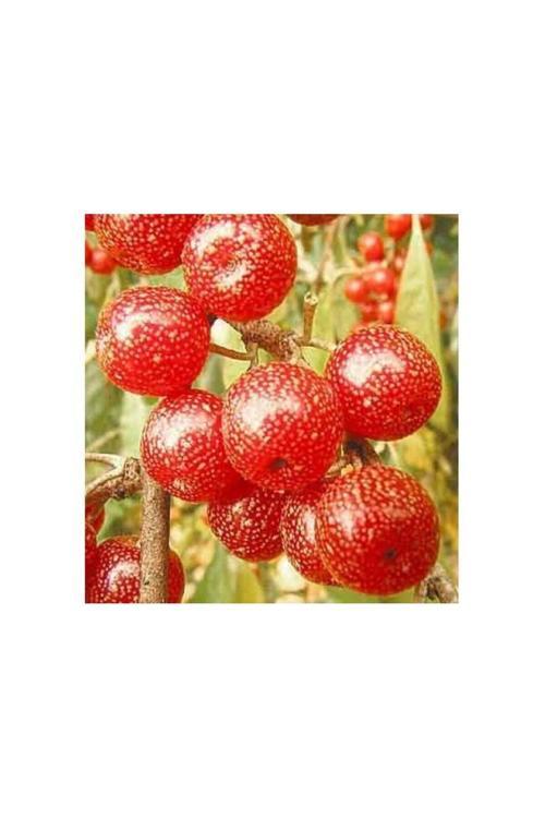 Güz Zeytini-Güz Yemişi Kırmızı 50 cm Saksılı