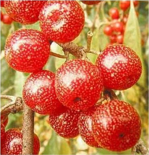 Güz Zeytini-Güz Yemişi Kırmızı 50 cm Saksılı