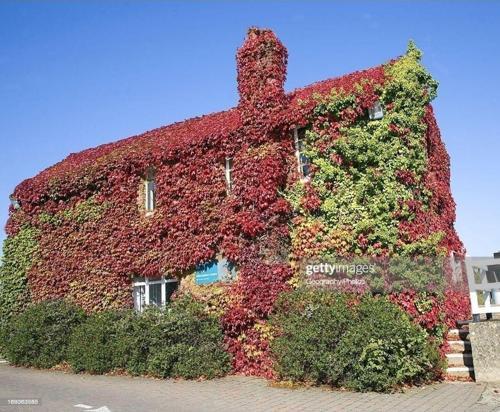 Amerikan Sarmaşığı Fidesi -5 Adet-