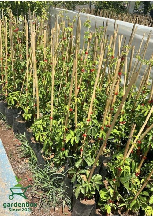 Amerikan Sarmaşığı Kışın Kırmızı Renk 40-80cm Saksılı/Tüplü (Parthenocissus quinquefolia)
