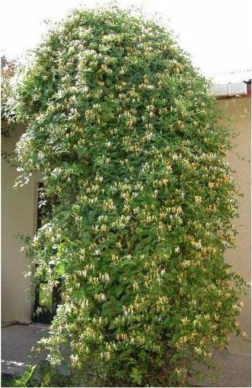 Hanımeli ( Kokulu Sarmaşık ) Fidanı ( Tüplü ) Fidan Boyu 60-100 Cm