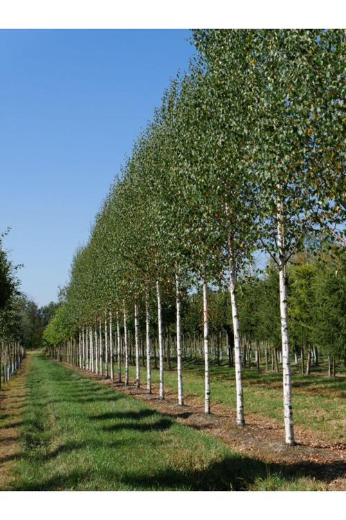 Huş Ağacı Fidanı Beyaz Gövdeli Ağaç