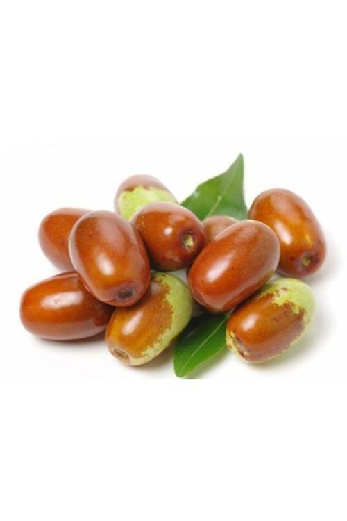 Hünnap Fidanı ( 2 Yaş ) -açık Kök - 50-80 Cm