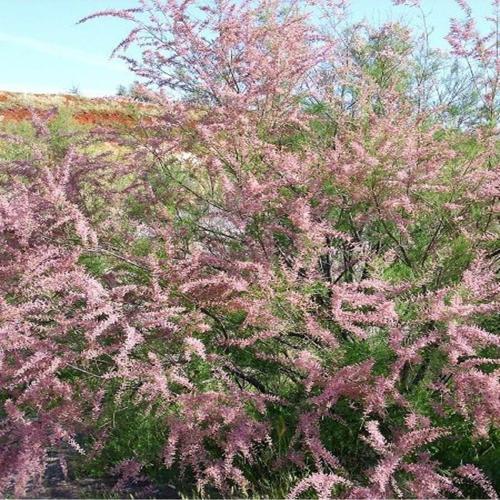 Ilgın Ağacı Pembe 100 Cm,