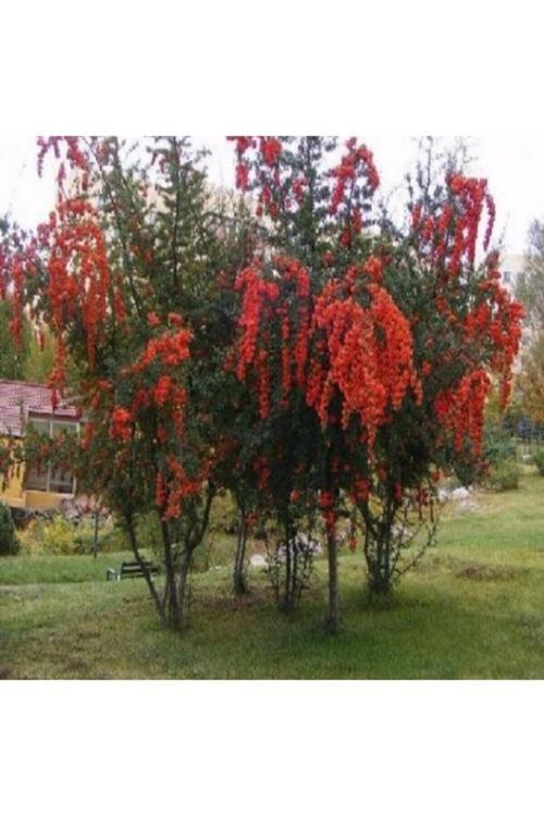 Isparta Gülü Tüplü Ateş Dikeni Ağacı Fidan (YÜKSEK KALİTE)