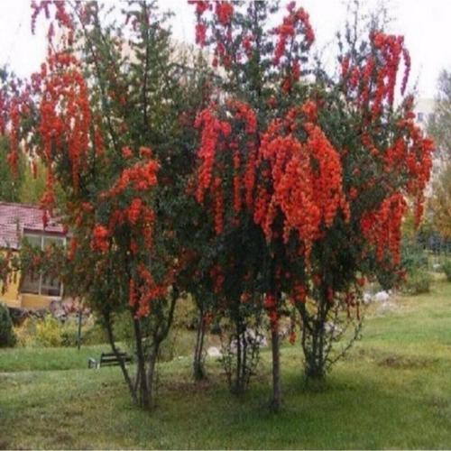 Isparta Gülü Tüplü Ateş Dikeni Ağacı Fidan (YÜKSEK KALİTE)
