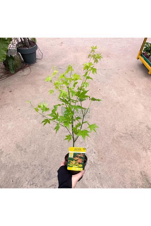 Japon Akçaağaç Fidanı Acer Palmatum 30-50 Cm