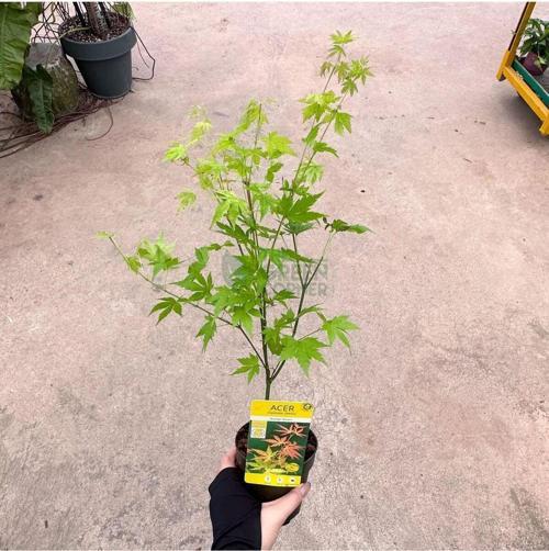 Japon Akçaağaç Fidanı Acer Palmatum 30-50 Cm